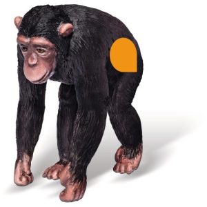 Tiptoi Chimpansee