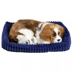 Perfect Petzzz – Cavalier King Charles