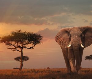 Puzzel (1000stuks) – Olifant in het Masai Mara National Park