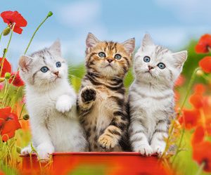 Puzzel (2x12stuks) Katjes op ontdekkingsreis