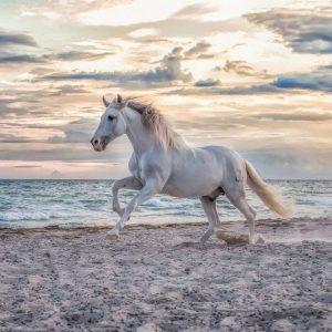 Puzzel (500stuks) – Paard op het strand