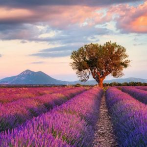 Puzzel (1000stuks) – Lavendelveld