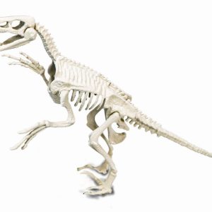 Wetenschap & Spel – Archeospel Velociraptor