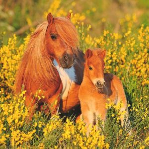 Puzzel (XXL) 100stuks – Shetland pony’s