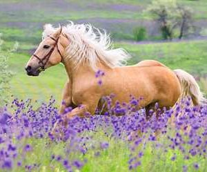 Puzzel (2x24stuks) – Paardenliefde