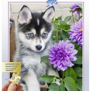 Puzzel (500stuks) – Schattige husky