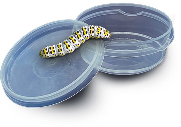 SES Creative Explore - Insecten explorer - Afbeelding 4