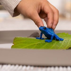 Schleich Wild Life – Blauwe pijlgifkikker