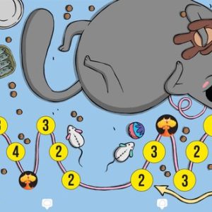 Exploding Kittens – Het Bordspel