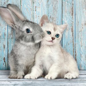 Clementoni Puzzel 500st Cat & Bunny