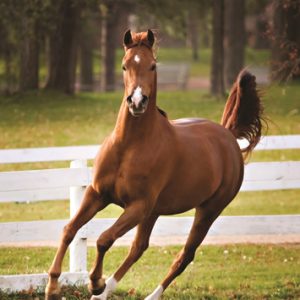 Jumbo Puzzel (500stuks) – Het spelende veulen