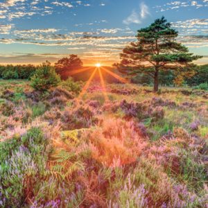 Jumbo Puzzel (500stuks) – Een heide bij zonsondergang