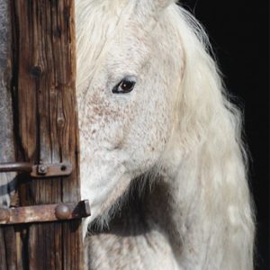 Schmidt Puzzel (1000stuks) – Paardenschoonheid