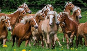 Jumbo Puzzel (1000stuks) – Premium Collection Panorama – Haflinger Horses
