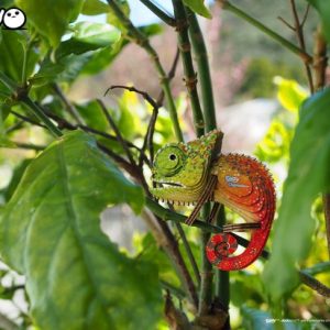 Eugy 3D Model – Kameleon