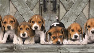 Clementoni Puzzel – Beagles (1000 stuks)