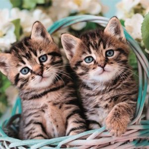 Clementoni Puzzel 60 st Noli Lovely Kitty Twins 2024