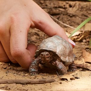 Schleich Wild Life – Reuzenschildpad