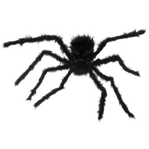 Harige zwarte spin
