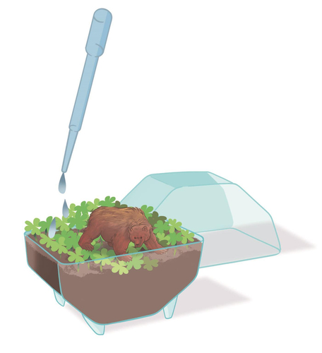 Wetenschap & Spel - Clementoni - My Wild Terrarium Bear - Afbeelding 6
