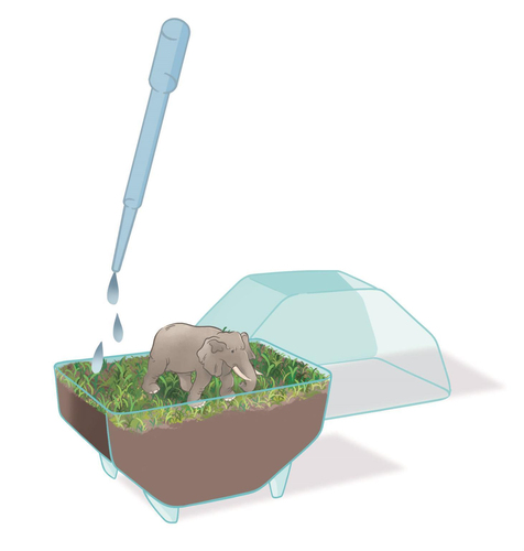 Wetenschap & Spel - Clementoni - My Wild Terrarium Elephant - Afbeelding 6