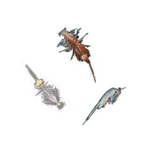 Kosmos – Sea Dogs